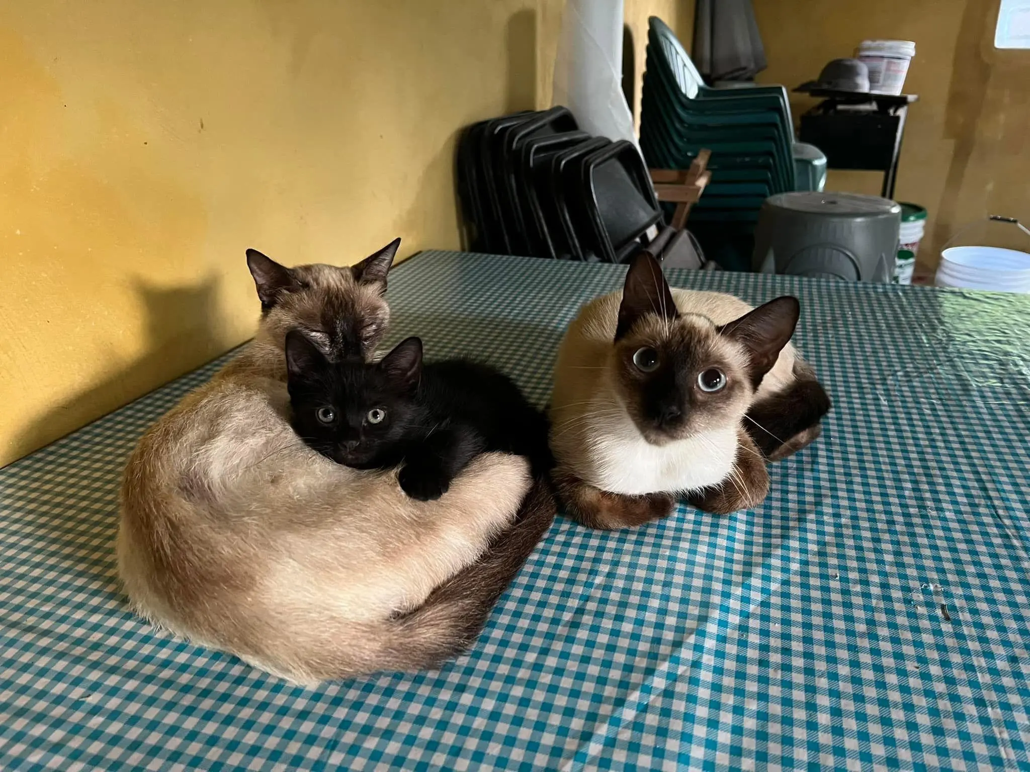 Jorge's cats